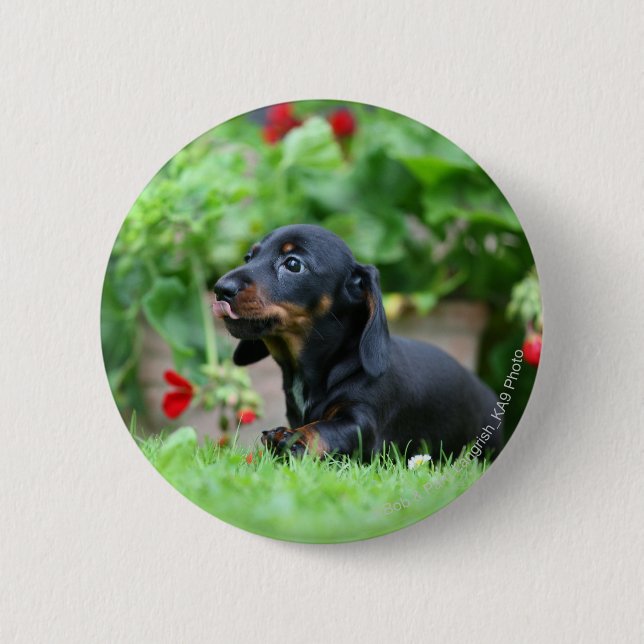 Smooth-haired Miniature Dachshund 1 Pinback Button (Front)