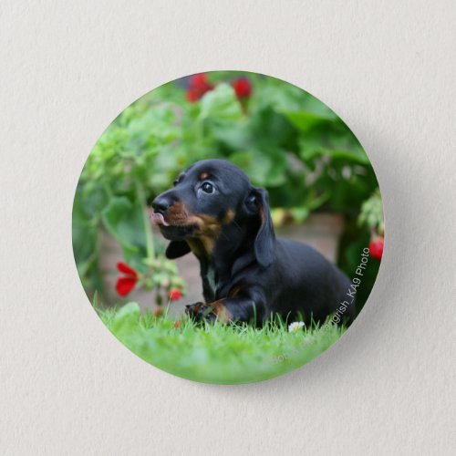 Smooth_haired Miniature Dachshund 1 Pinback Button