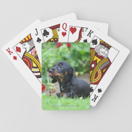 Smooth_haired Miniature Dachshund 1 Poker Cards