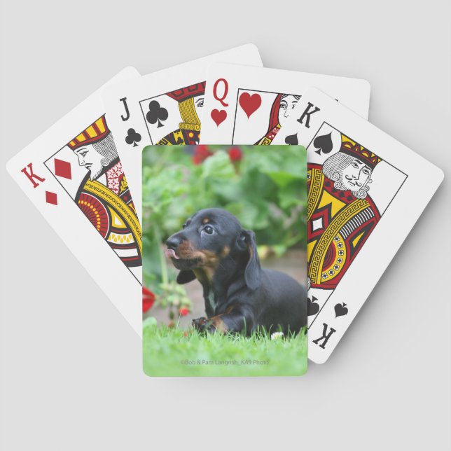 Smooth-haired Miniature Dachshund 1 Poker Cards (Back)