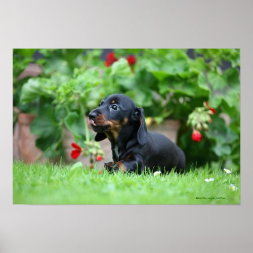 Smooth_haired Miniature Dachshund 1 Poster