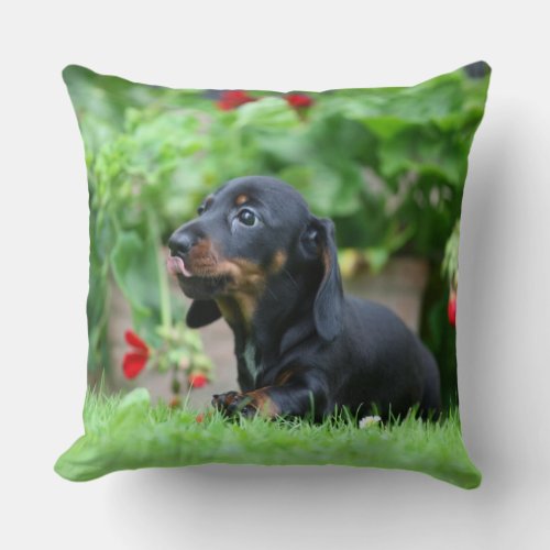 Smooth_haired Miniature Dachshund 1 Throw Pillow