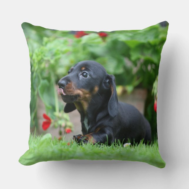Smooth-haired Miniature Dachshund 1 Throw Pillow (Front)