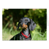Smooth-haired Miniature Dachshund 3 (Front Horizontal)