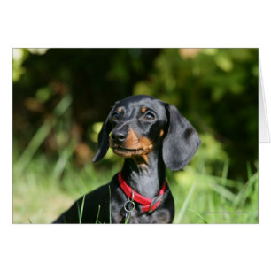 Smooth-haired Miniature Dachshund 3