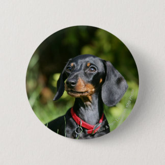 Smooth-haired Miniature Dachshund 3 Button