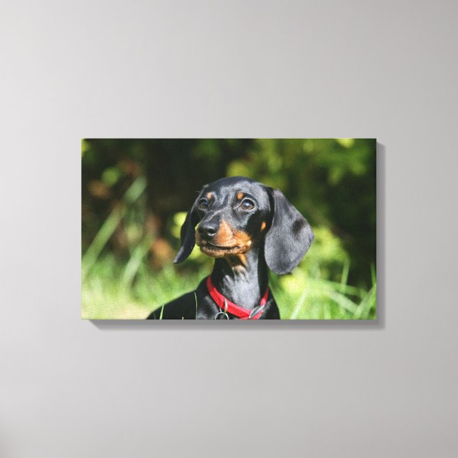 Smooth-haired Miniature Dachshund 3 Canvas Print (Front)