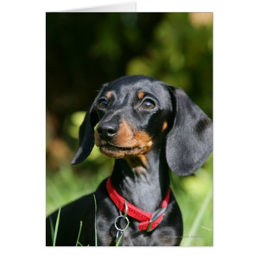 Smooth-haired Miniature Dachshund 3 Cards (Front)