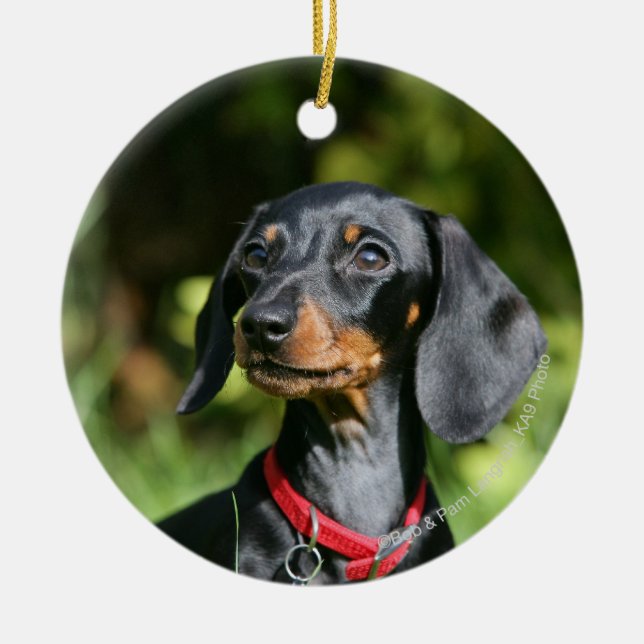 Smooth-haired Miniature Dachshund 3 Ceramic Ornament (Front)