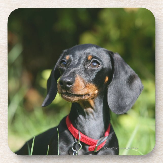 Smooth-haired Miniature Dachshund 3 Coaster (Front)
