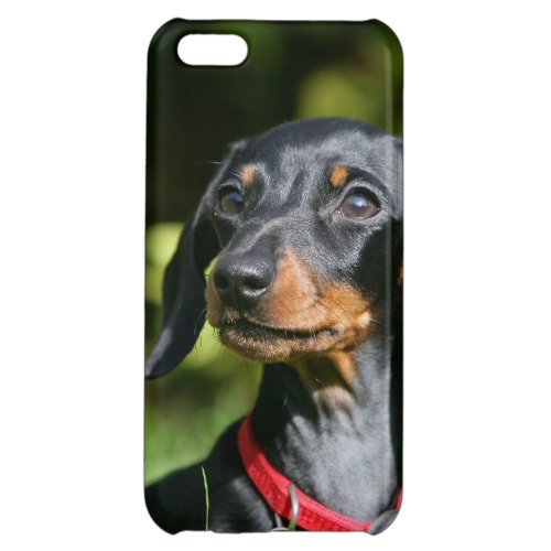 Smooth_haired Miniature Dachshund 3 iPhone 5C Case