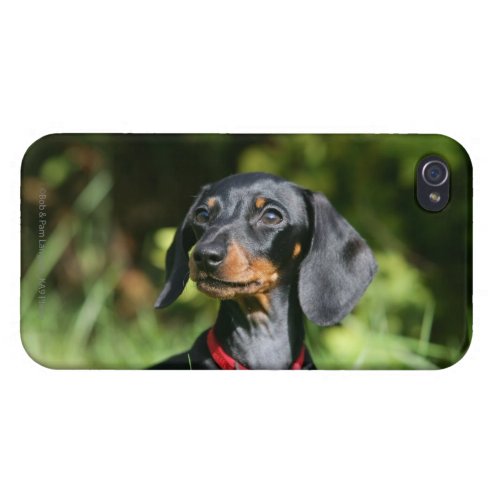 Smooth_haired Miniature Dachshund 3 Case For iPhone 4