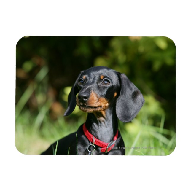 Smooth-haired Miniature Dachshund 3 Magnet (Horizontal)