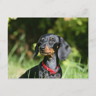 Smooth-haired Miniature Dachshund 3 Postcard