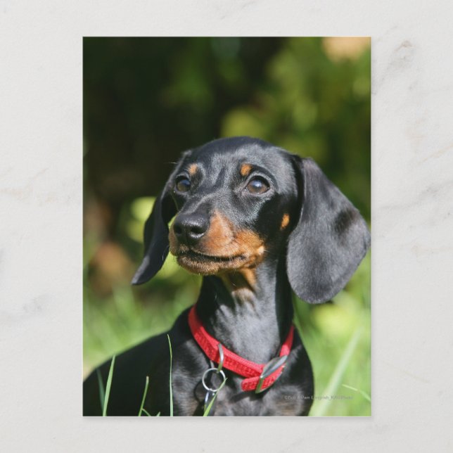 Smooth-haired Miniature Dachshund 3 Postcard (Front)