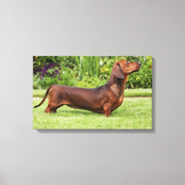 Smooth-haired Miniature Dachshund Canvas Print (Front)