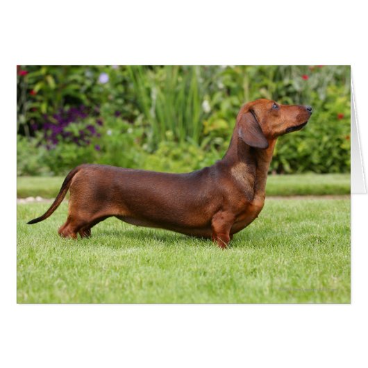 Smooth-haired Miniature Dachshund Cards (Front Horizontal)
