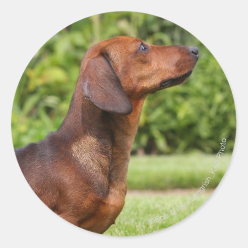 Smooth_haired Miniature Dachshund Classic Round Sticker