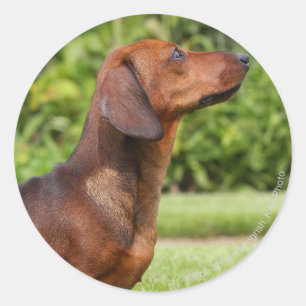 Smooth-haired Miniature Dachshund Classic Round Sticker