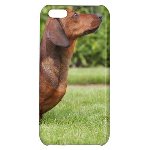 Smooth_haired Miniature Dachshund Cover For iPhone 5C