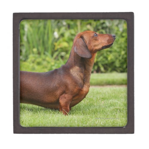 Smooth_haired Miniature Dachshund Jewelry Box