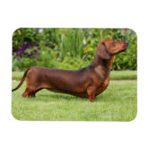 Shorthaired Dachshund Magnet – Cute Wiener Dog Fridge Magnet