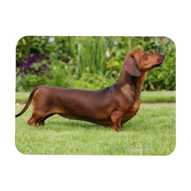 Smooth-haired Miniature Dachshund Magnet (Horizontal)