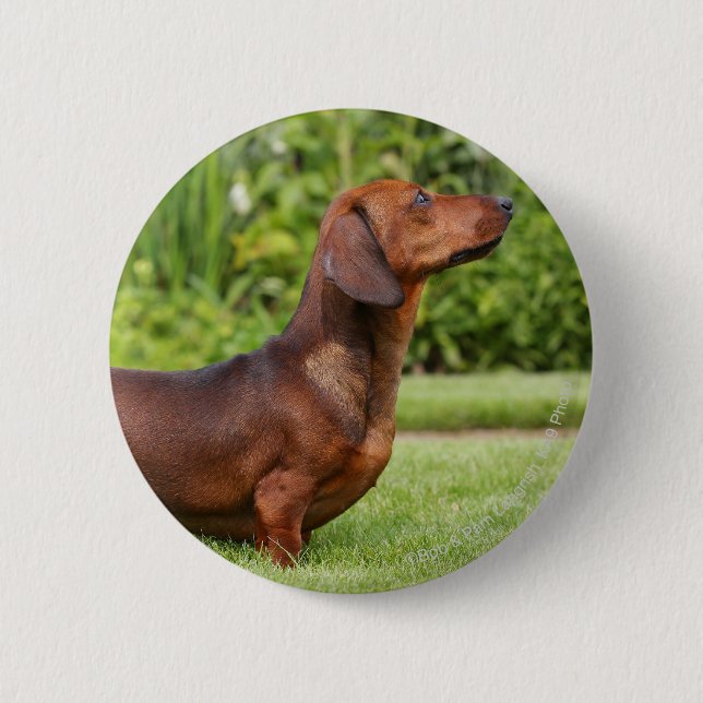 Smooth-haired Miniature Dachshund Pinback Button (Front)