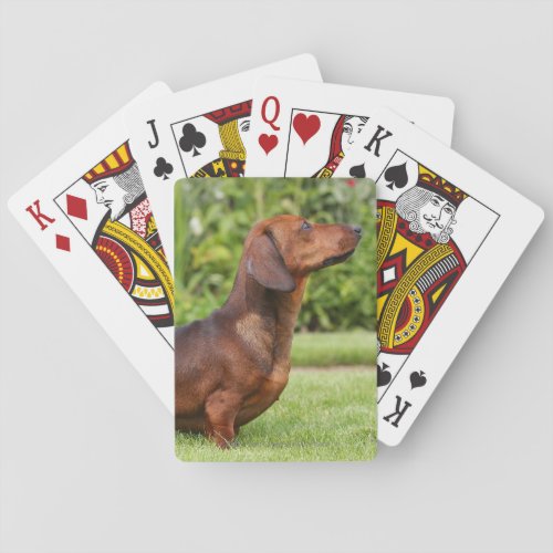 Smooth_haired Miniature Dachshund Poker Cards