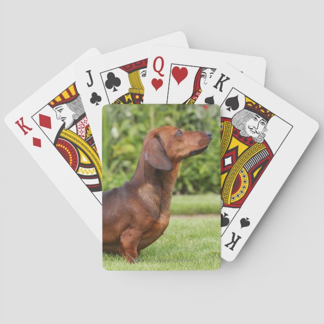 Smooth-haired Miniature Dachshund Poker Cards (Back)