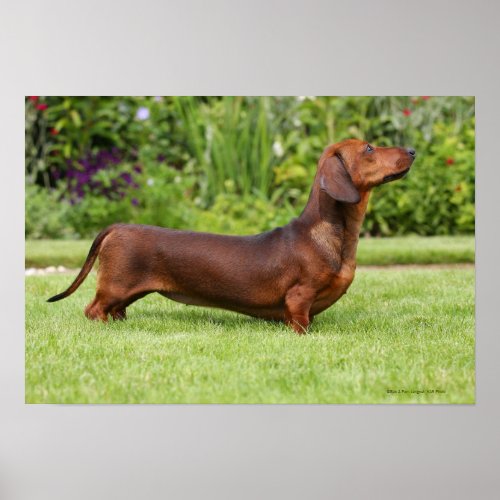 Smooth_haired Miniature Dachshund Poster