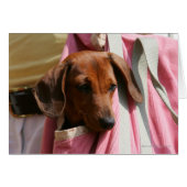 Smooth-haired Miniature Dachshund Puppy (Front Horizontal)