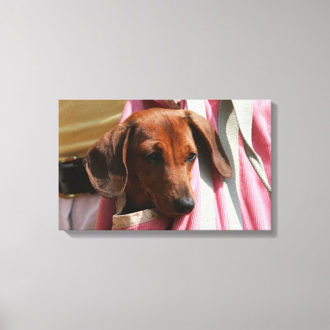Smooth-haired Miniature Dachshund Puppy Canvas Print (Front)