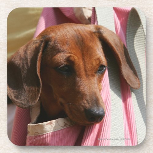 Smooth_haired Miniature Dachshund Puppy Coaster