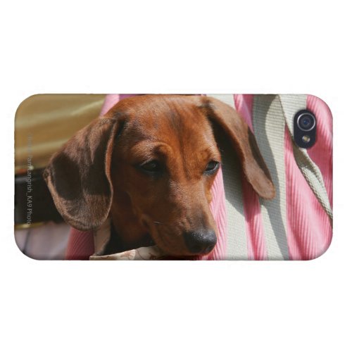 Smooth_haired Miniature Dachshund Puppy Case For iPhone 4