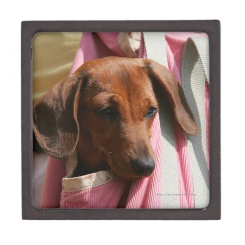Smooth_haired Miniature Dachshund Puppy Jewelry Box