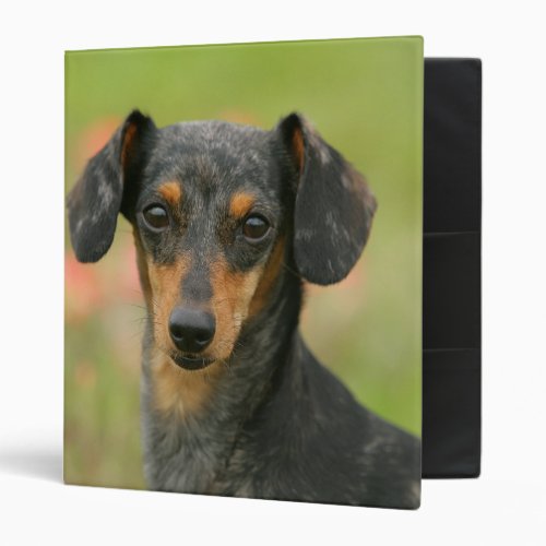 Smooth_haired Miniature Dachshund Puppy Looking at Binder