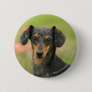 Smooth-haired Miniature Dachshund Puppy Looking at Button