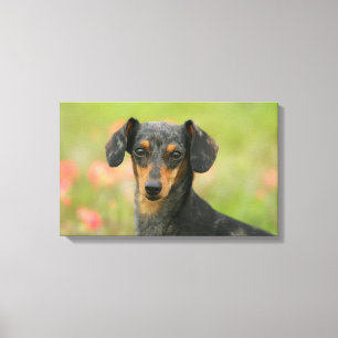 Smooth-haired Miniature Dachshund Puppy Looking at Canvas Print