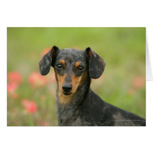 Smooth-haired Miniature Dachshund Puppy Looking at Cards (Front Horizontal)