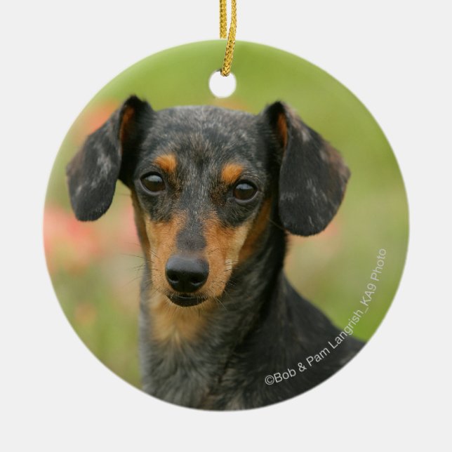 Smooth-haired Miniature Dachshund Puppy Looking at Ceramic Ornament (Front)