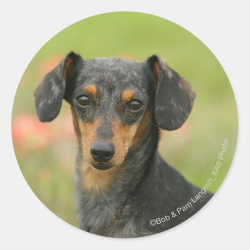 Smooth_haired Miniature Dachshund Puppy Looking at Classic Round Sticker