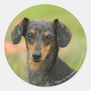 Smooth-haired Miniature Dachshund Puppy Looking at Classic Round Sticker