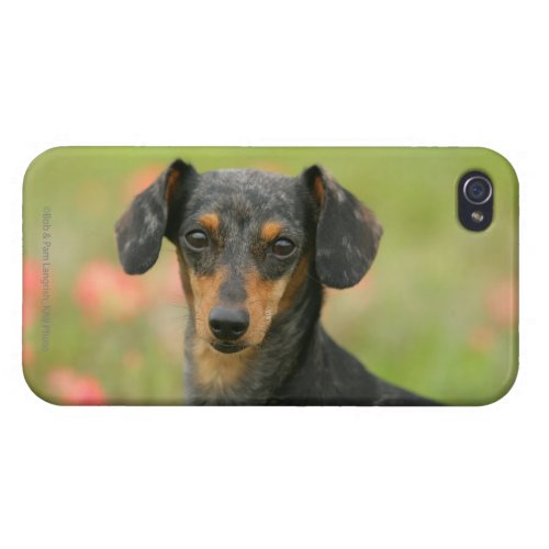 Smooth_haired Miniature Dachshund Puppy Looking at iPhone 44S Case