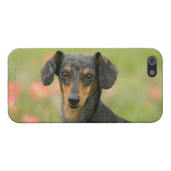 Dachshund Phone Cases Page 4 Dog Phone Cases