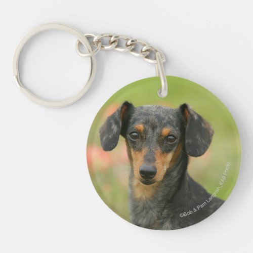 Smooth_haired Miniature Dachshund Puppy Looking at Keychain