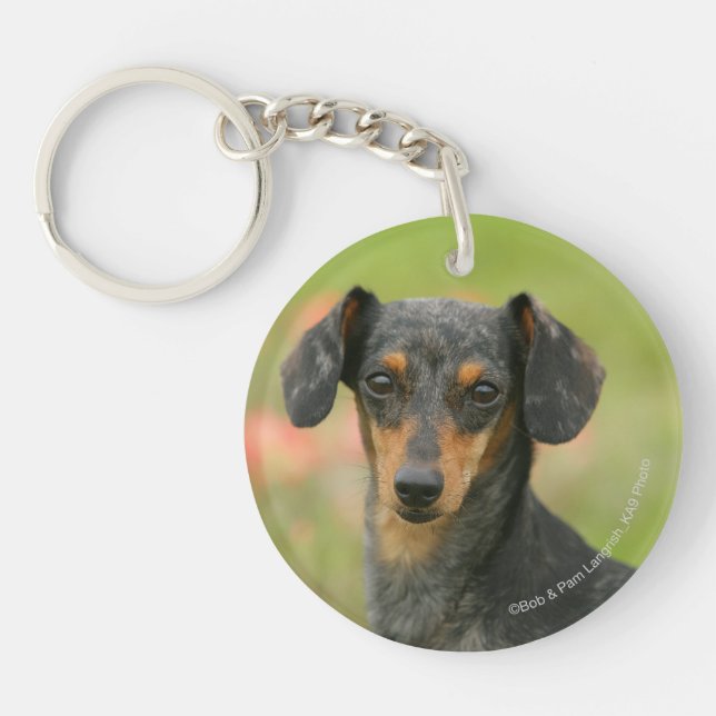 Smooth-haired Miniature Dachshund Puppy Looking at Keychain (Front)