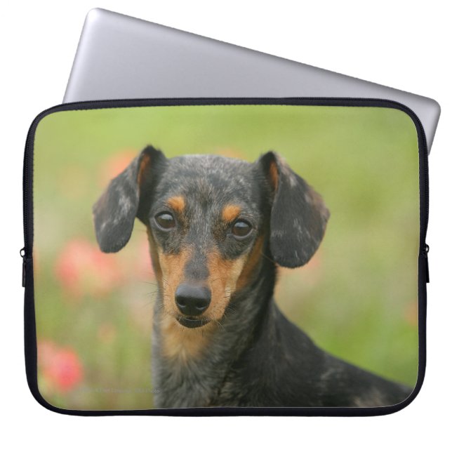 Smooth-haired Miniature Dachshund Puppy Looking at Laptop Sleeve (Front)