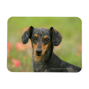 Smooth-haired Miniature Dachshund Puppy Looking at Magnet