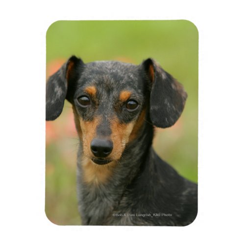 Smooth_haired Miniature Dachshund Puppy Looking at Magnet